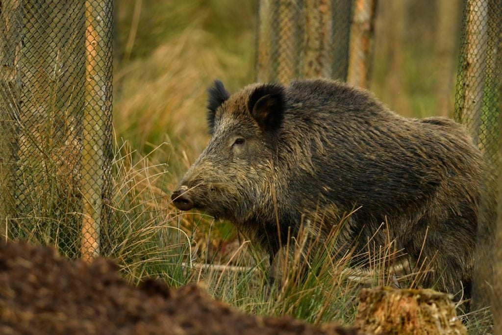 The wild boar, a tank on legs