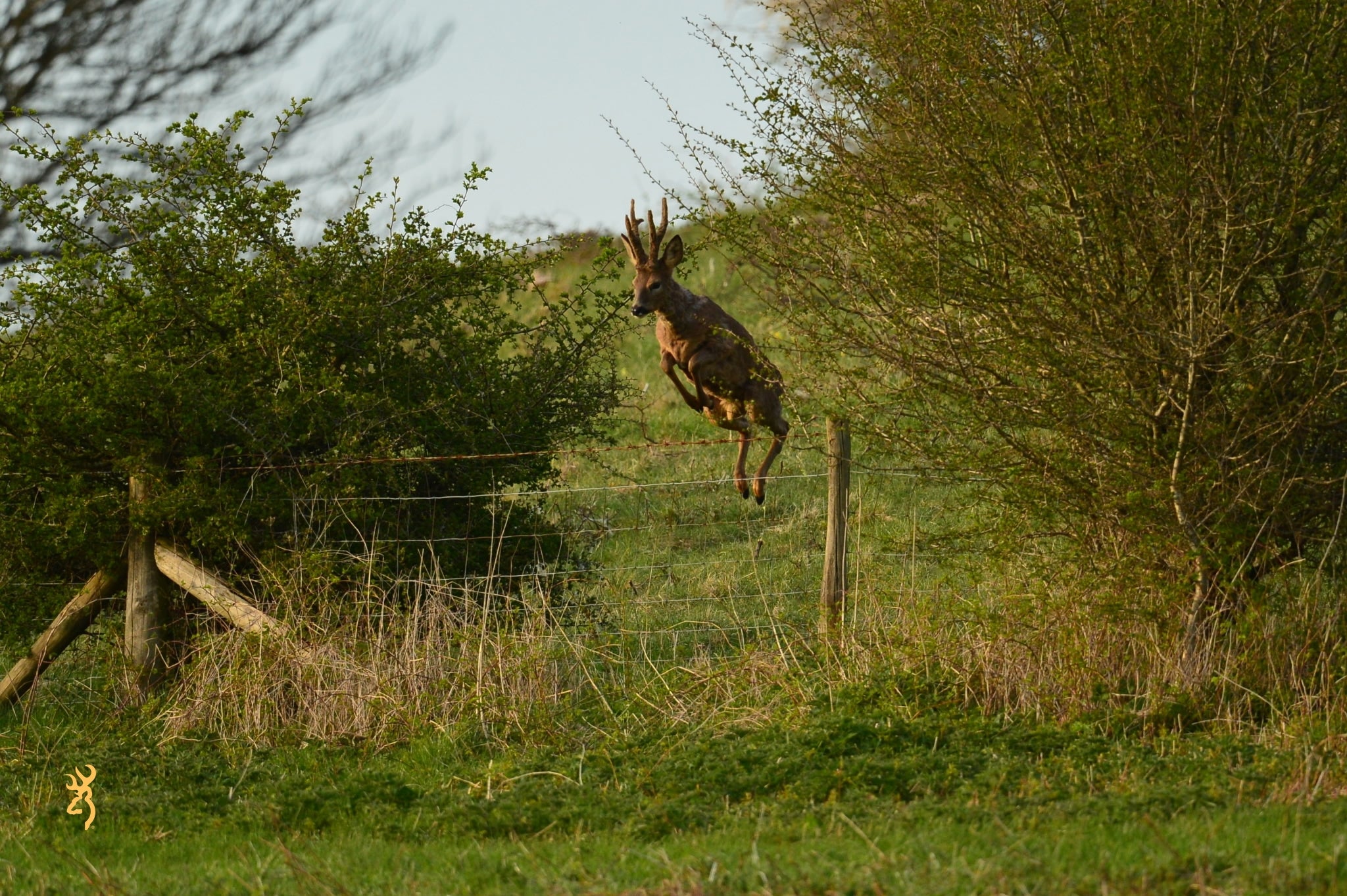 Love Is In The Air – 5 Top Tips To Roebuck Rut Calling.