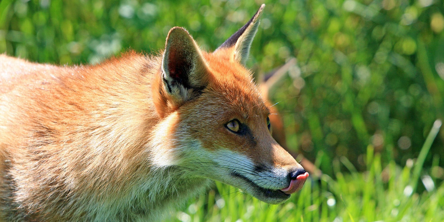 Fox stalking in summer